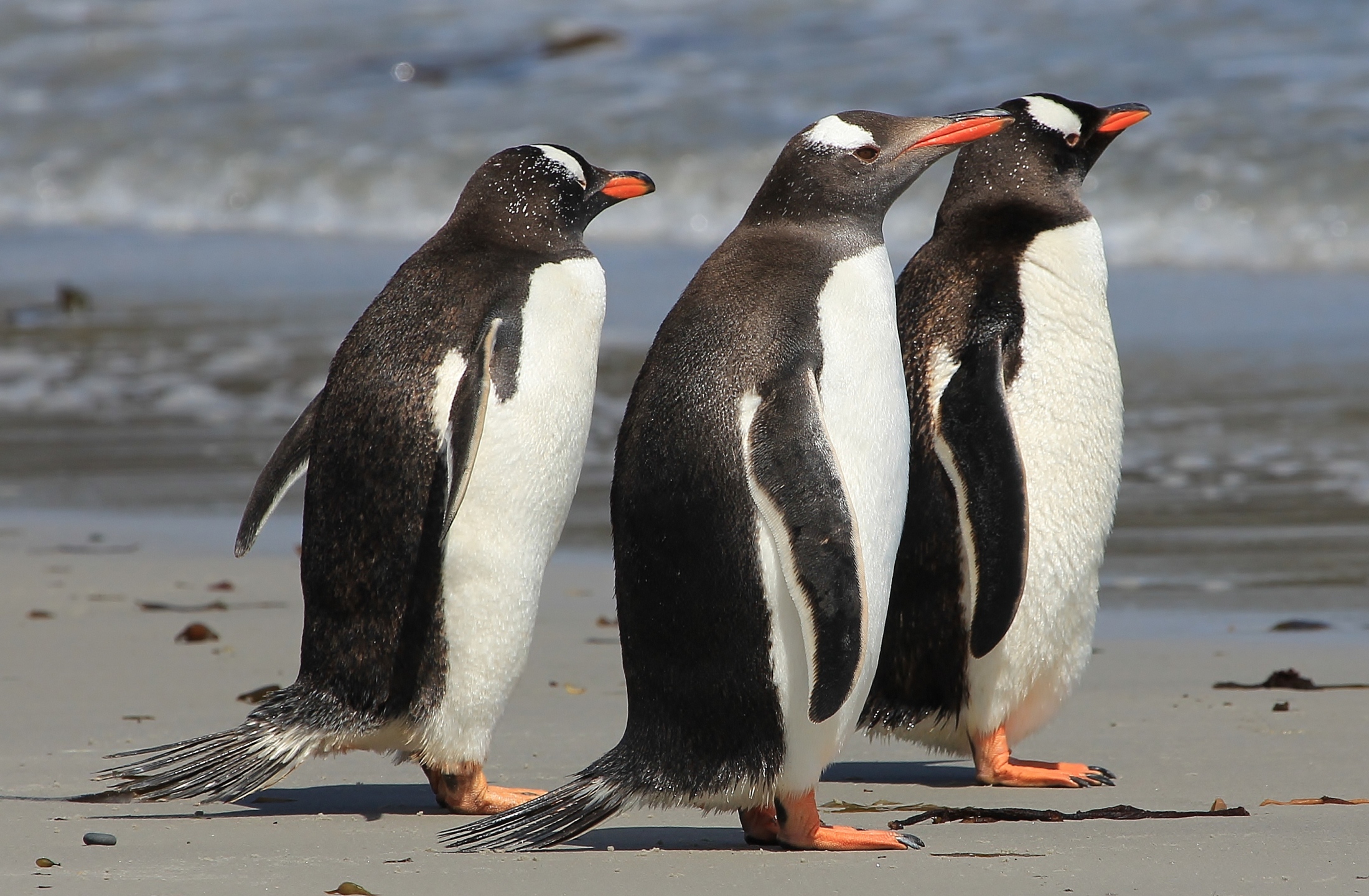 Какой тип развития характерен для субантарктического пингвина. Папуанский Пингвин. Субантарктический Пингвин. Папуанский Пингвин Антарктида. Pygoscelis Papua Papua.