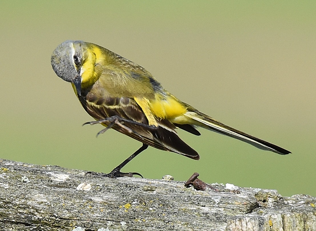 Птица с желтыми полосками на крыльях