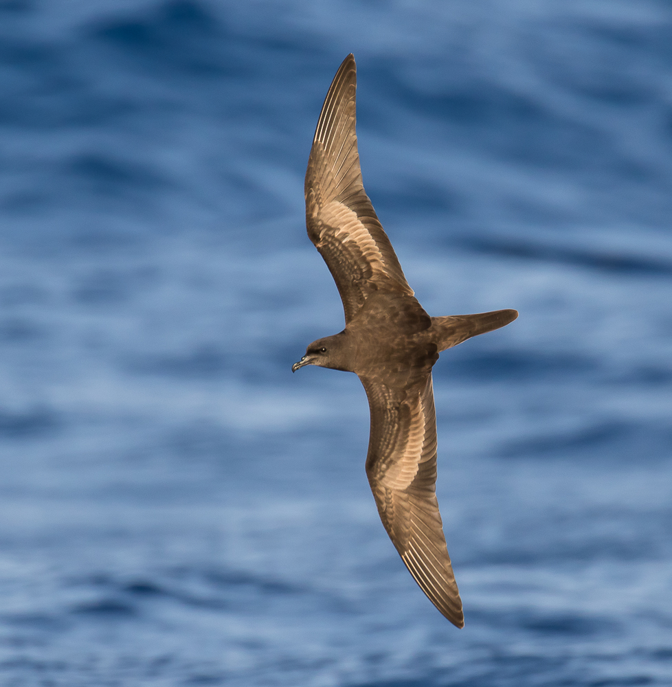 Bulwer's Petrel (Dave Grant).