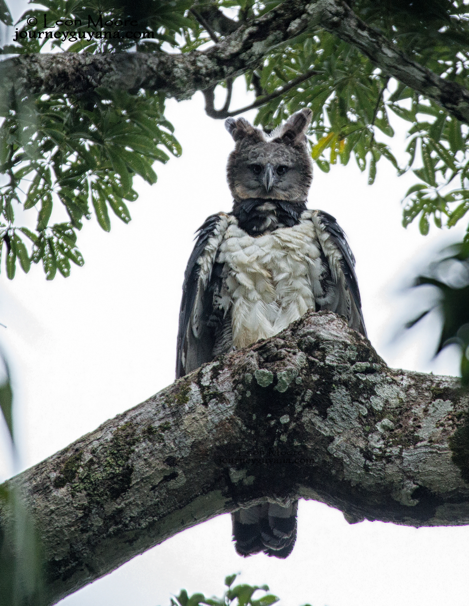 Harpy Eagle by Leon Moore - BirdGuides