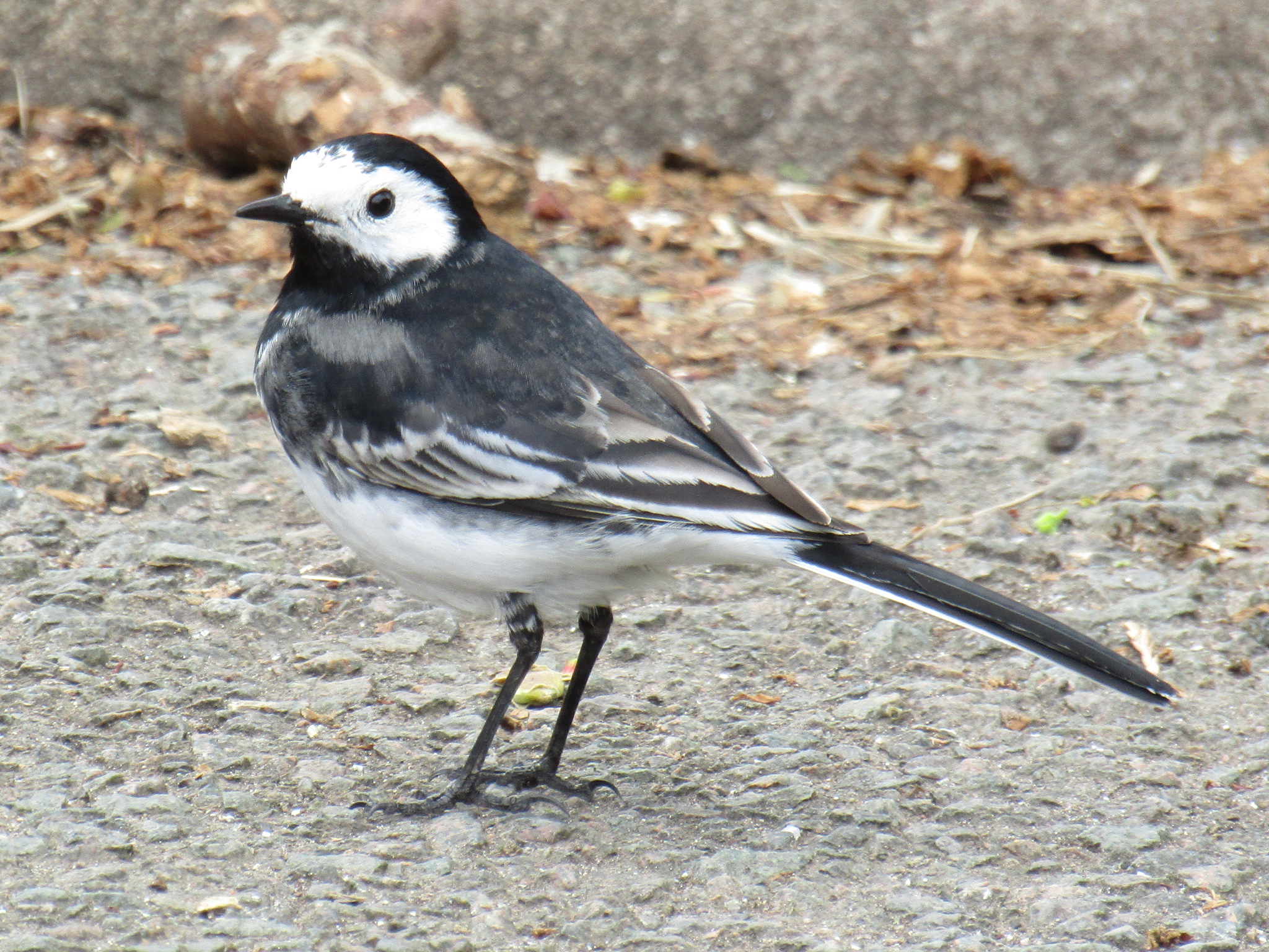 Pied Wagtail By Matthew Webb Birdguides