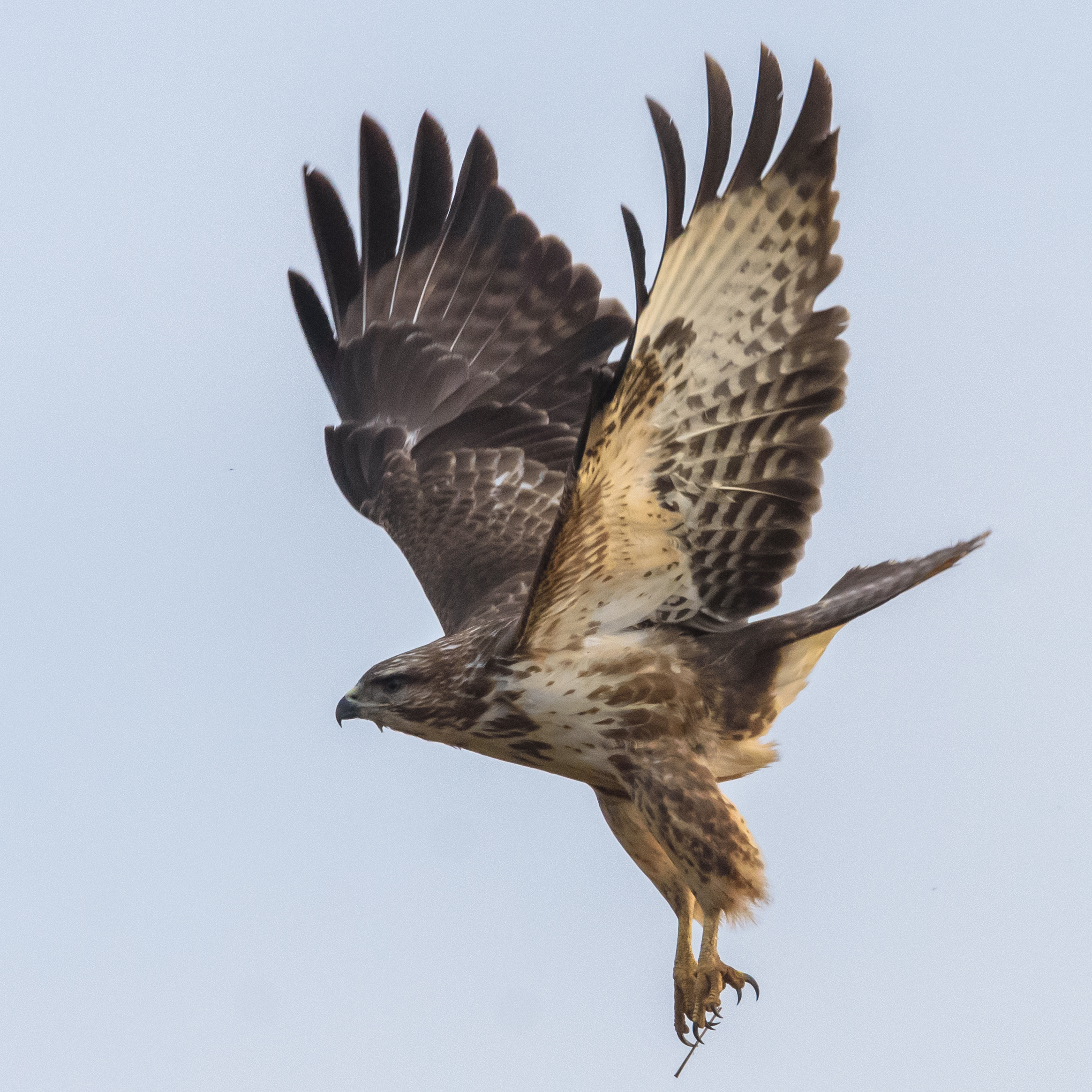 Common Buzzard by Seamus and Pat Griffin - BirdGuides