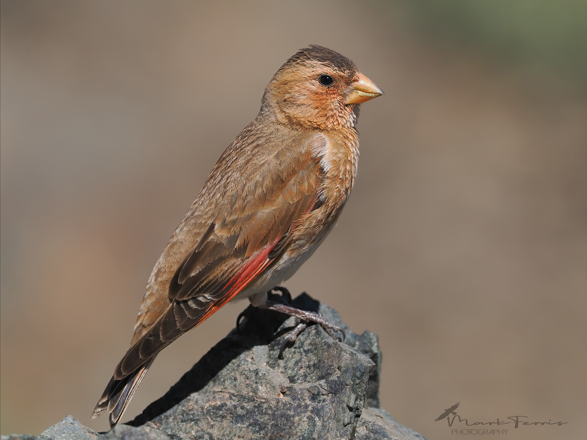 African Crimson-winged Finch by Mark ferris - BirdGuides