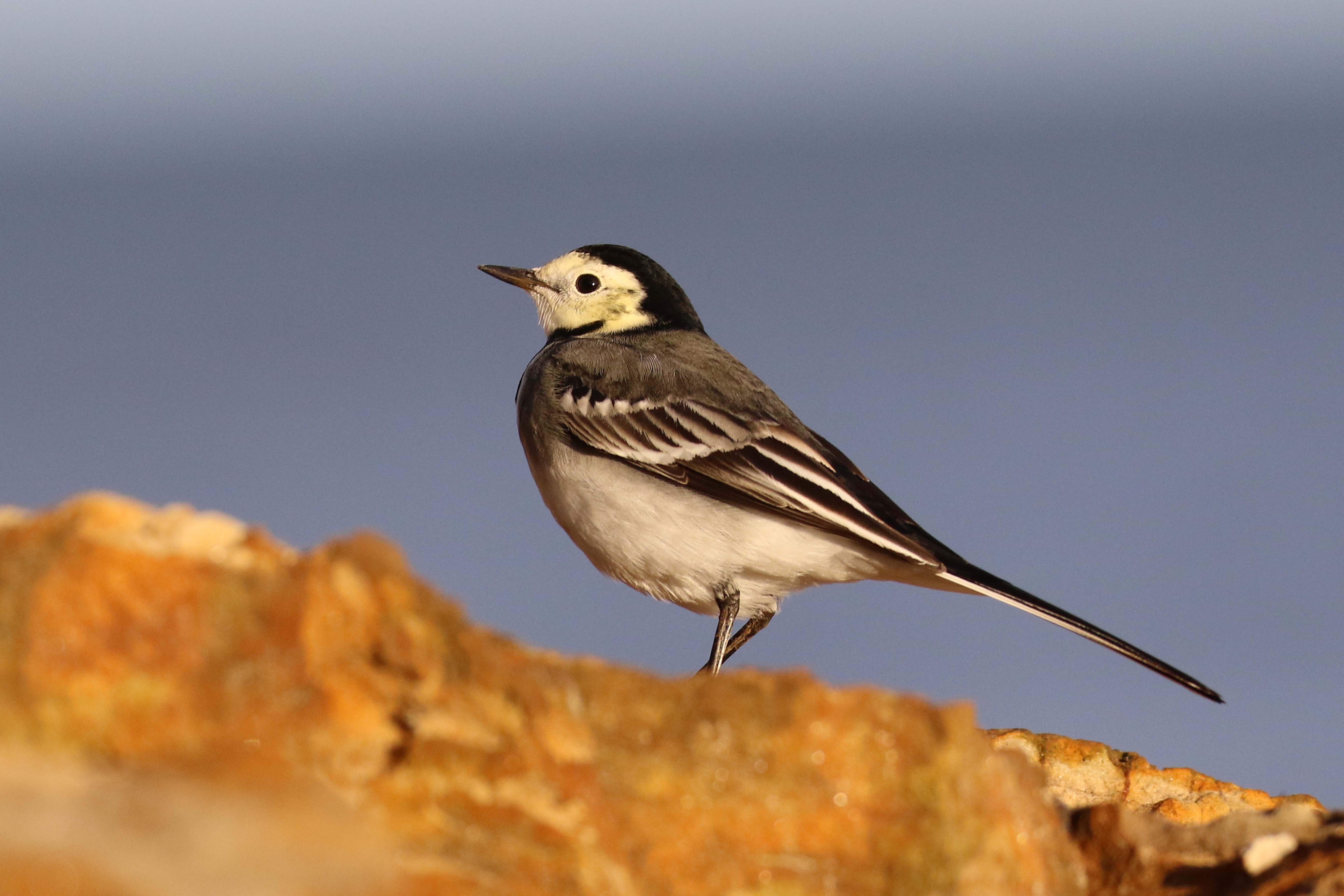 Pied Wagtail by Christopher Bell - BirdGuides