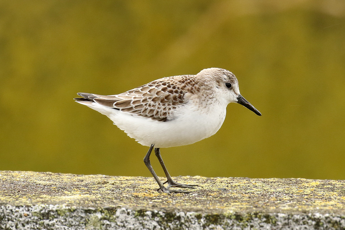Semipalmated Sandpiper by Dominic Mitchell.