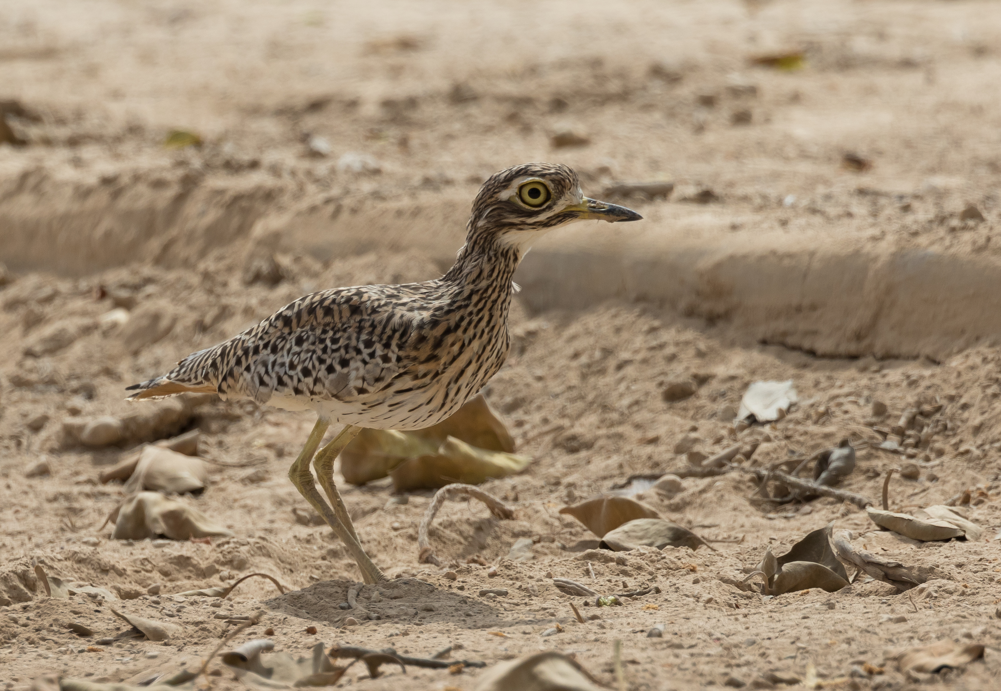 Spotted Thick-knee by Paul Reed - BirdGuides
