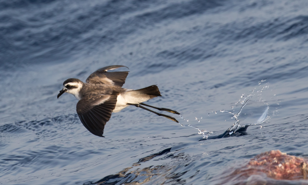 White-faced Storm Petrel (Dave Grant).